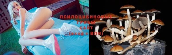 прущие грибы Алзамай